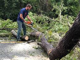 Best Tree Trimming and Pruning  in Hackettstown, NJ