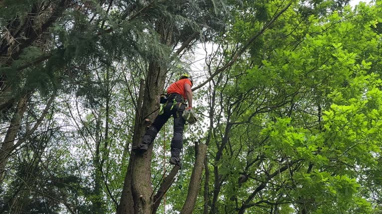 Best Tree Planting  in Hackettstown, NJ
