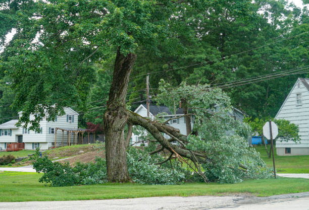 Best Emergency Tree Removal  in Hackettstown, NJ